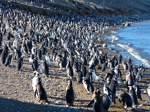 Isla Magdalena